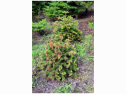 01Waldsteben im B�umliparadies Trockenheit !.JPG