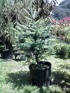 gejost25.jpg (18025 Byte)