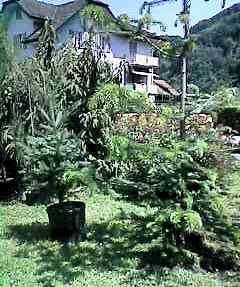 gejost26.jpg (15432 Byte)