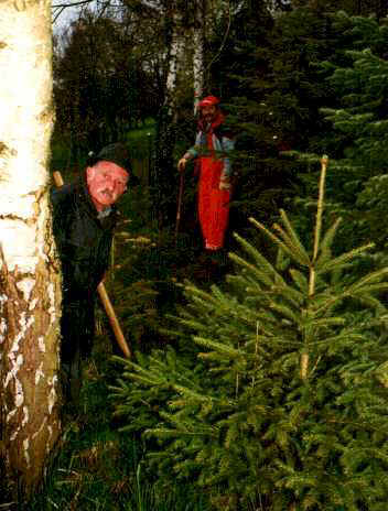 pflan985.jpg (26656 Byte)