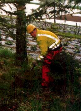 pflan986.jpg (16716 Byte)