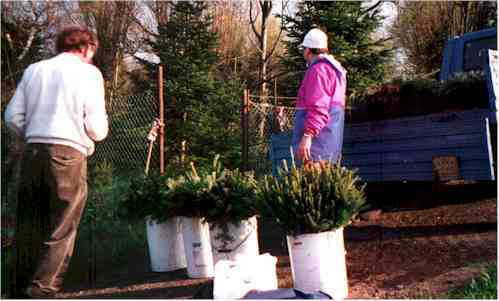 pflan992.jpg (18236 Byte)