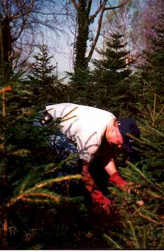 pflan995.jpg (18470 Byte)