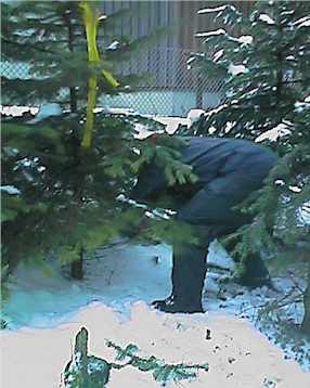 pflu9908.jpg (17236 Byte)