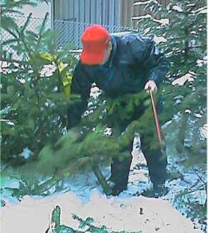 pflu9909.jpg (18935 Byte)